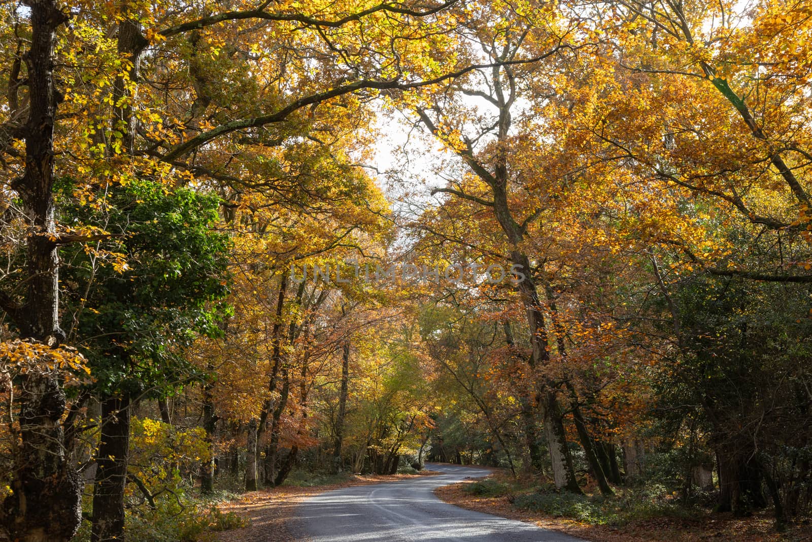 Trees in autumn colour, golden leaves in forest setting with winding road by kgboxford