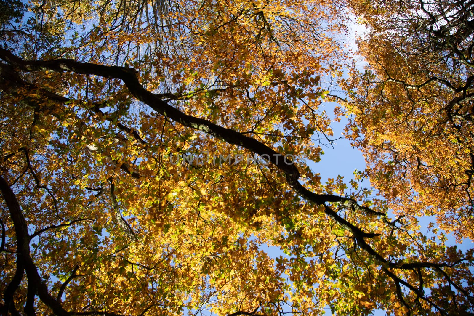 Trees in autumn colour, golden leaves in low sun in forest setting by kgboxford