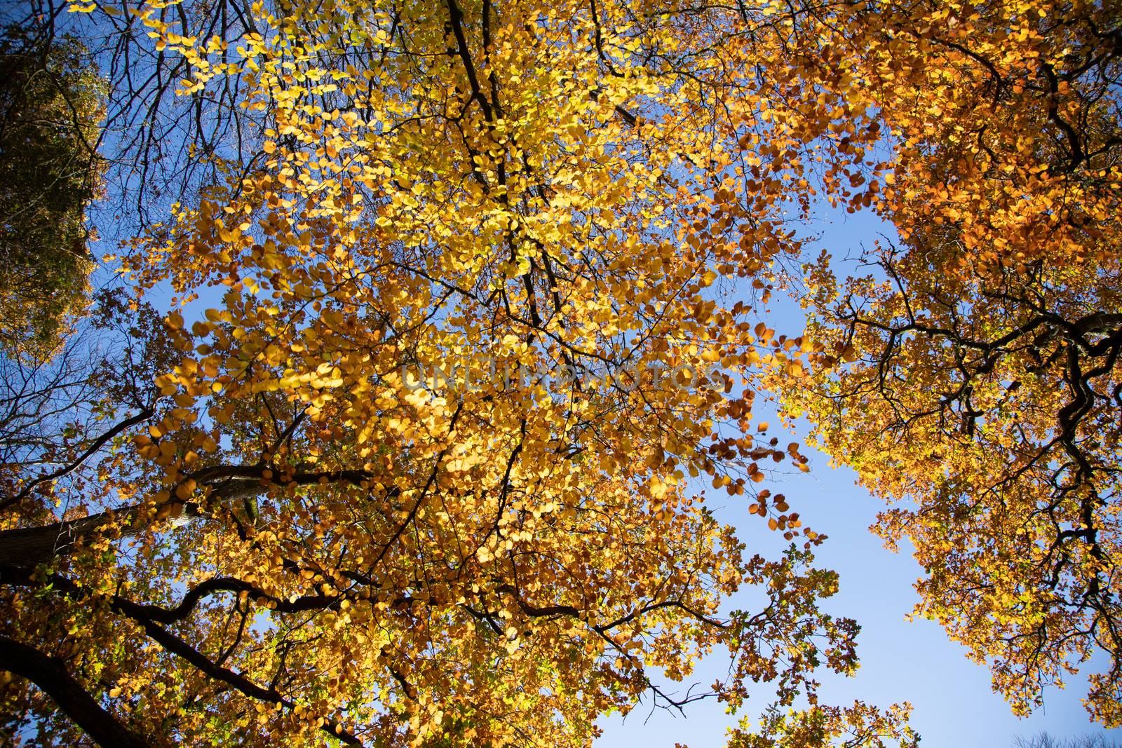 Trees in autumn colour, golden leaves in low sun in forest setting looking up by kgboxford