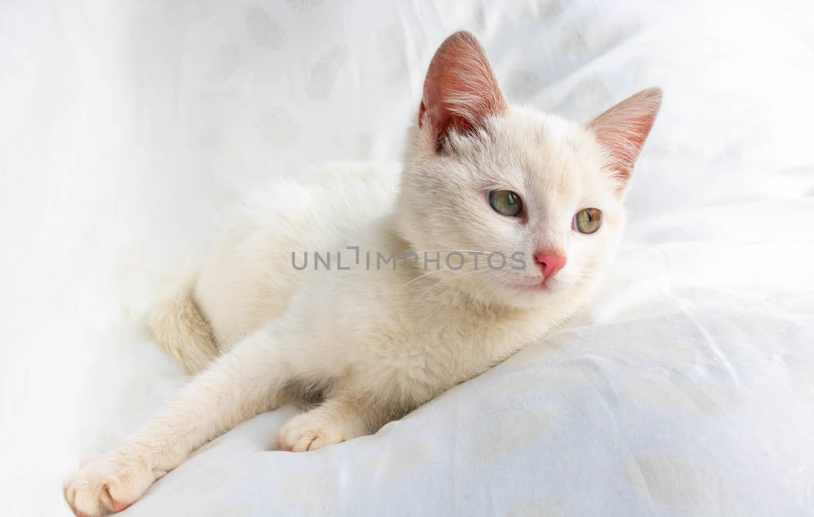 A small white cat lies on a white pillow