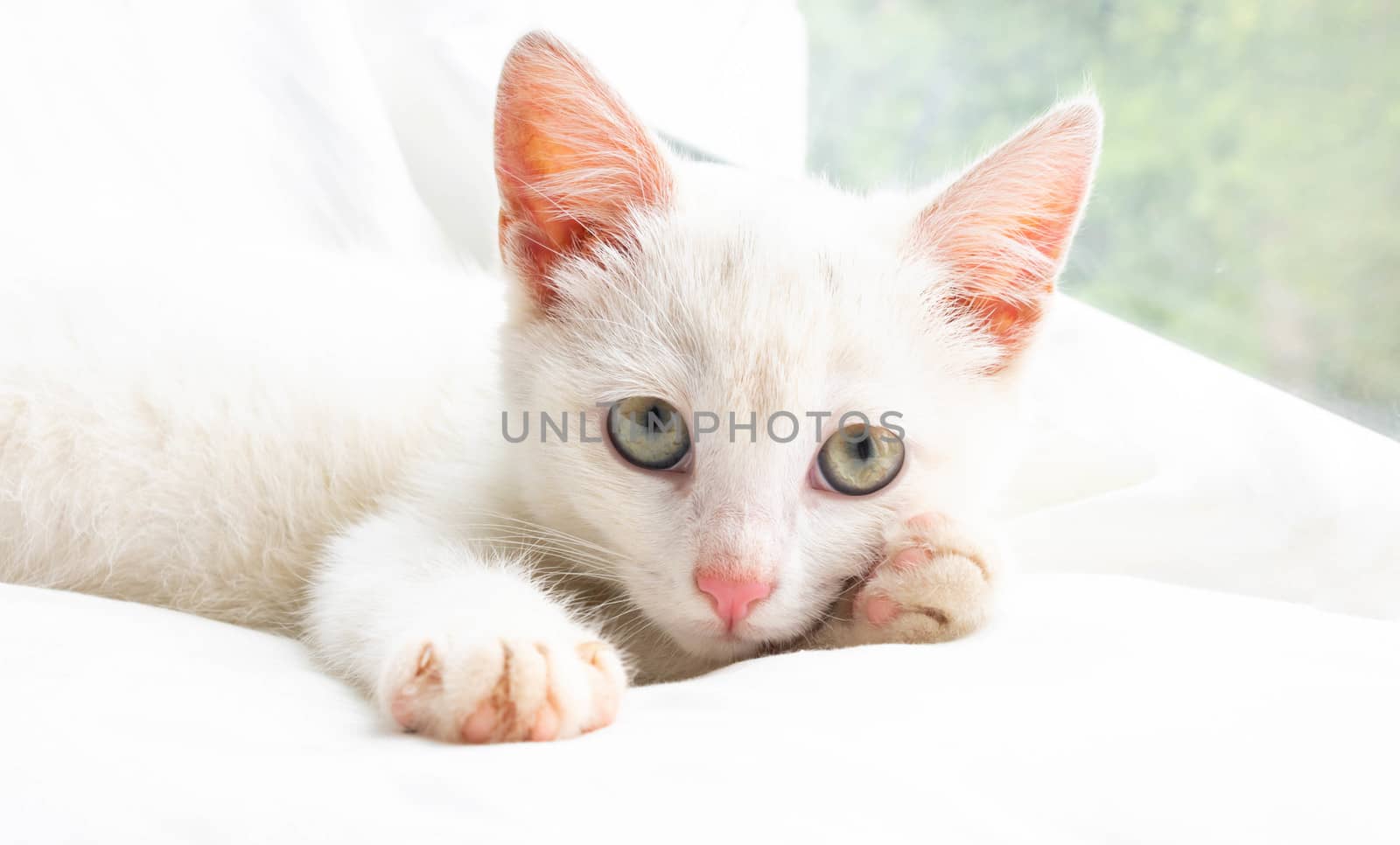 A small white cat lies on a white pillow