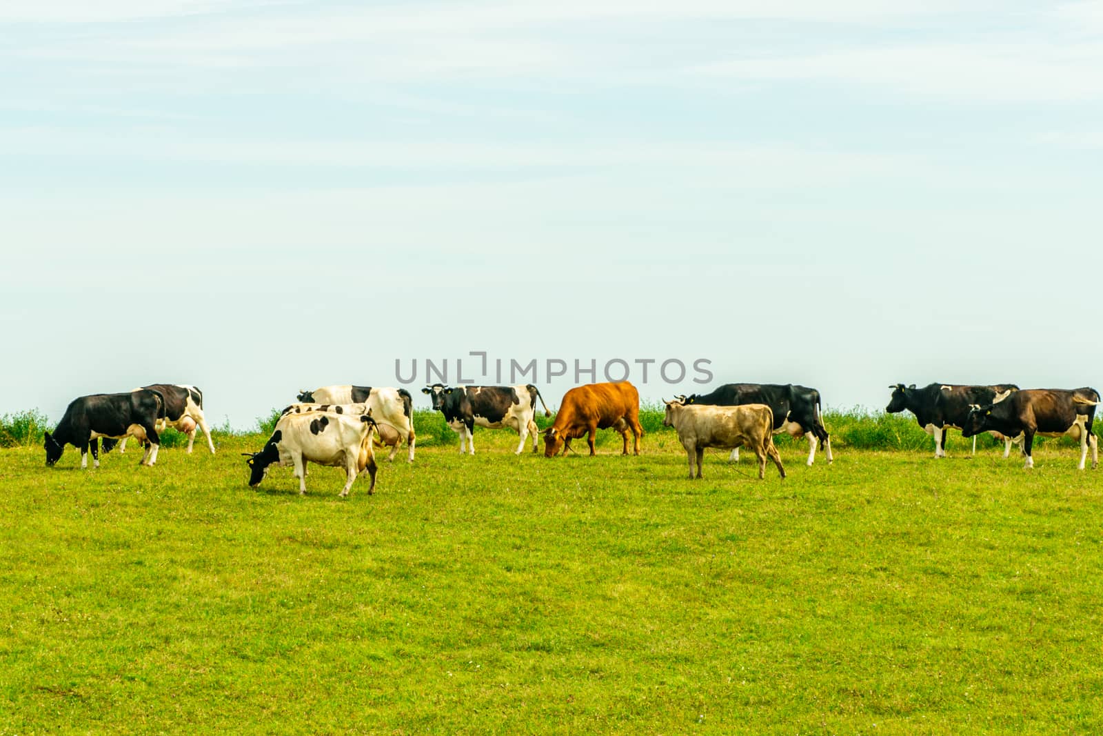 Herd of Cows Eating Grass at Summer Green Field. Cows on a Green Field.