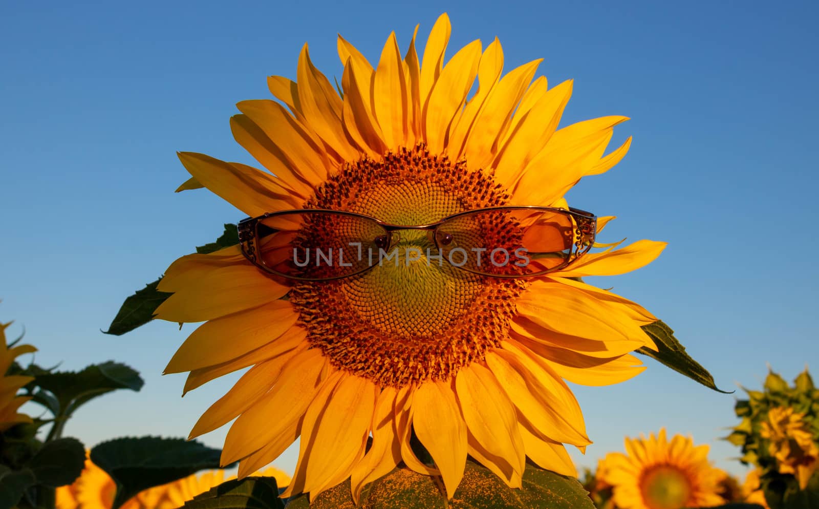 Sunflower with glasses on a blue sky background.