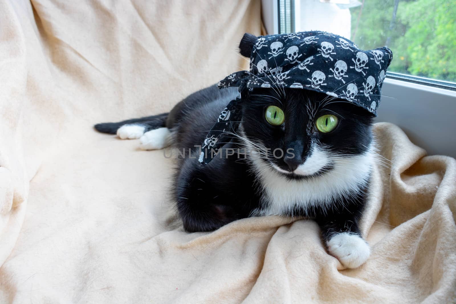 Funny black cat in a fancy dress, in a pirate bandana lies and looks at the camera