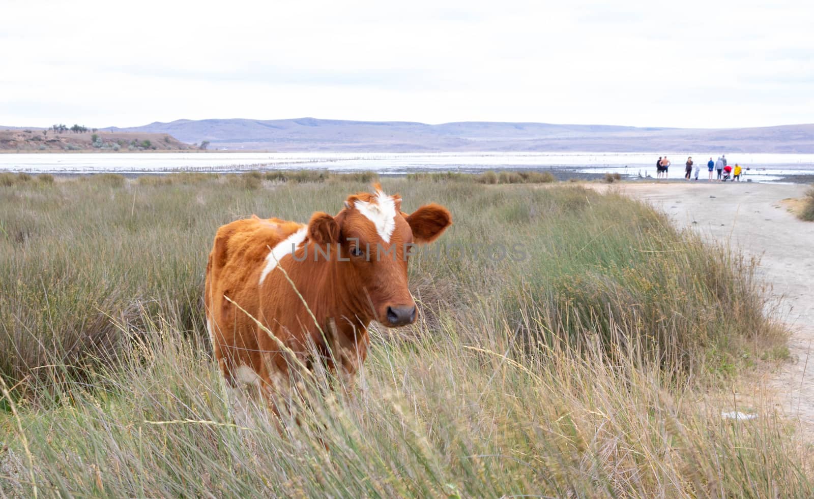 A brown cow with a heart-shaped spot on its forehead walks near a mud lake