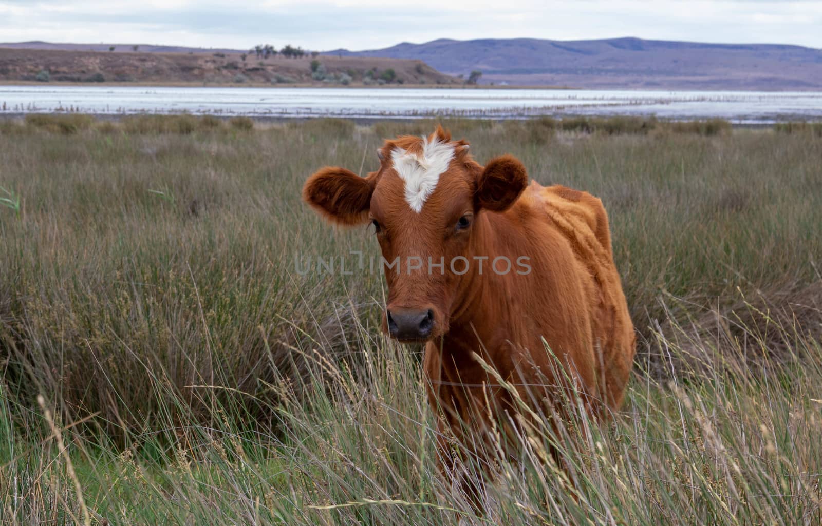 A brown cow with a heart-shaped spot on its forehead walks near a mud lake