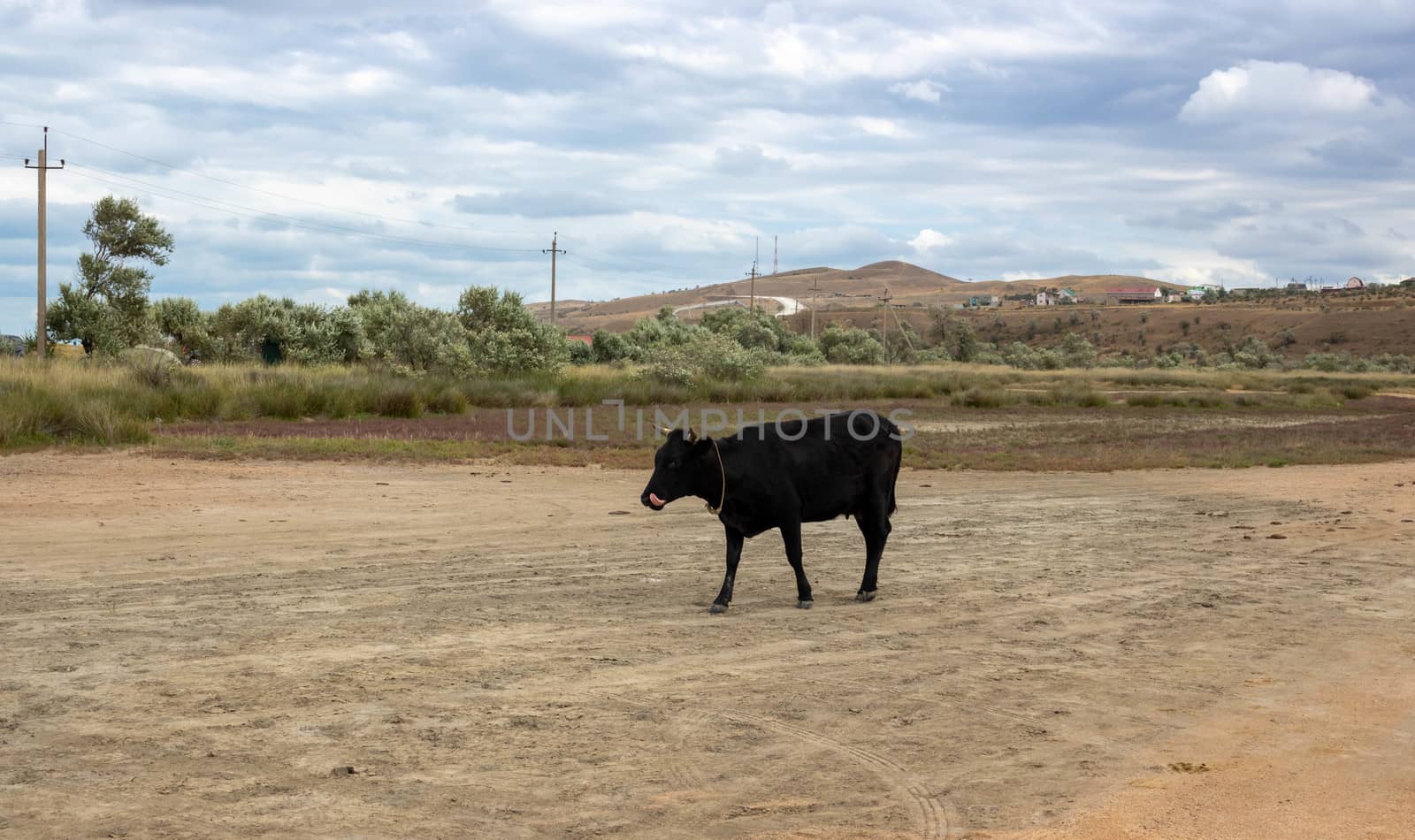 The black cow licks her nose. A cow walks by the sea on a sandy road