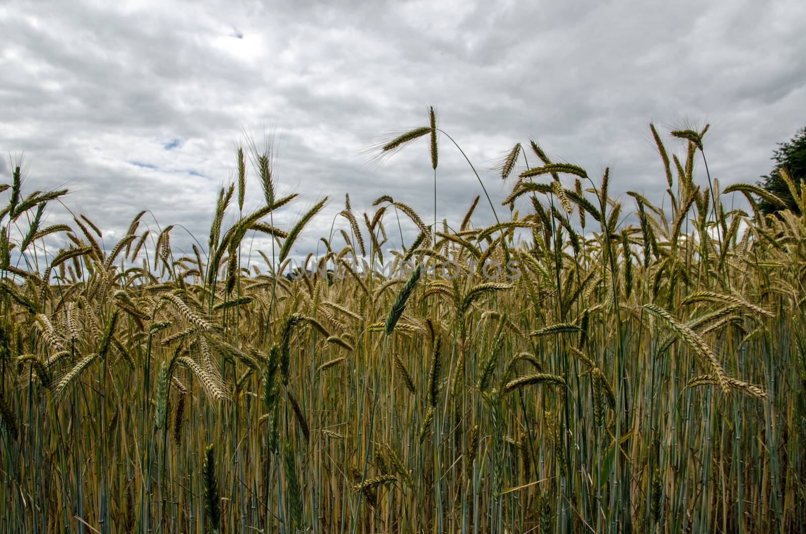 A field of corn ripening in the summer sunshine in Basingstoke, Hampshire.