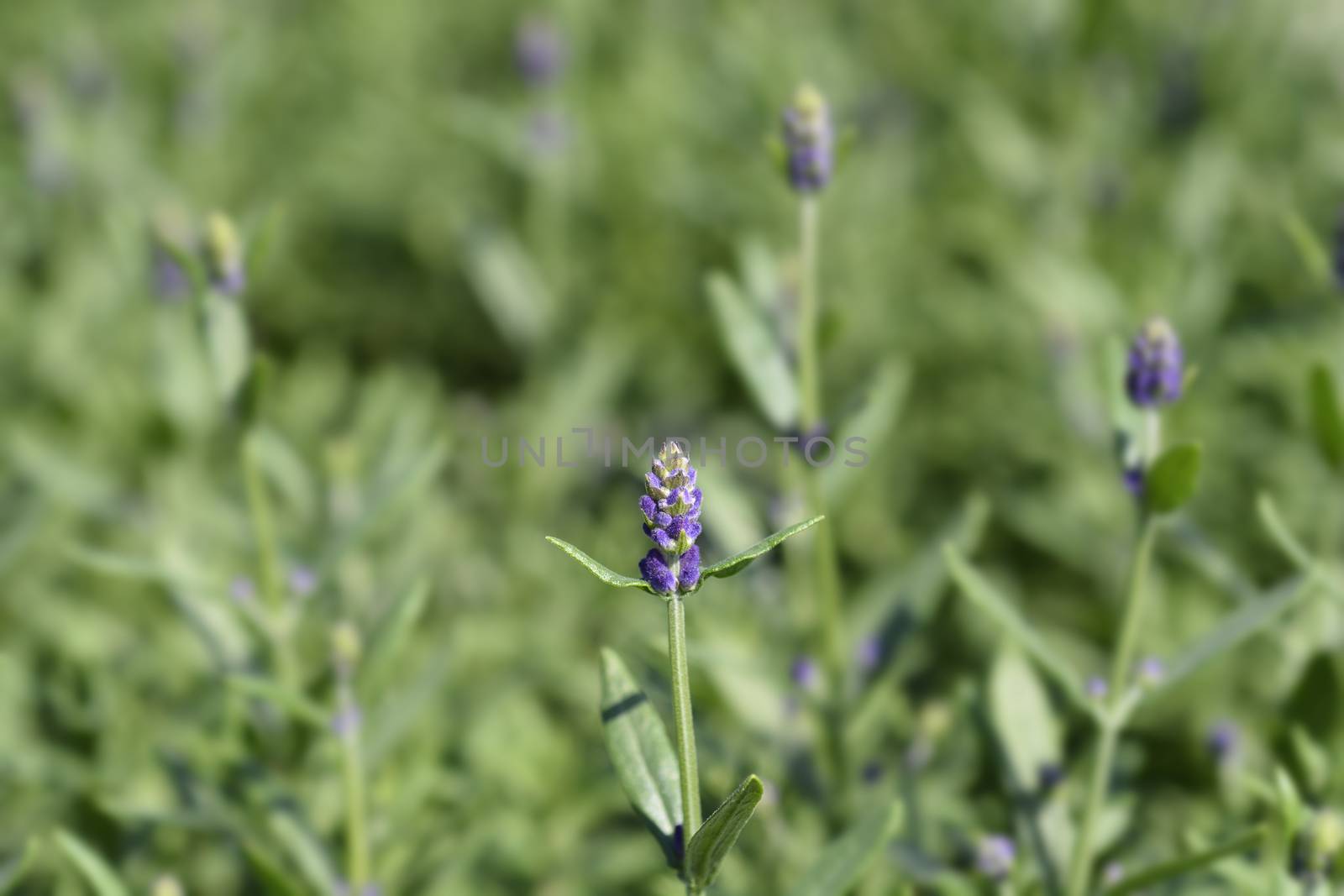 Common lavender leaves - Latin name - Lavandula angustifolia (Lavandula officinalis)