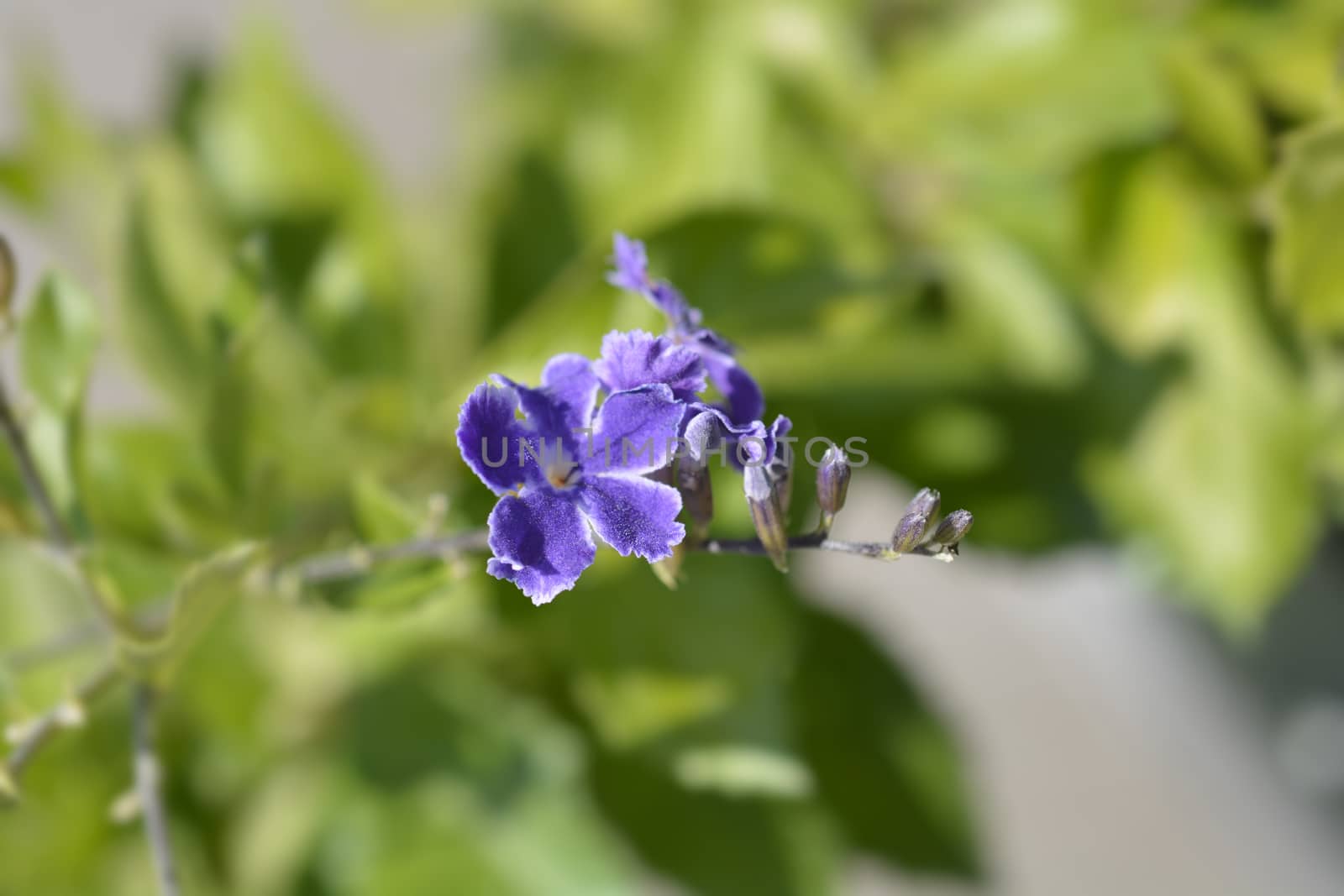 Golden Dewdrop flowers - Latin name - Duranta erecta