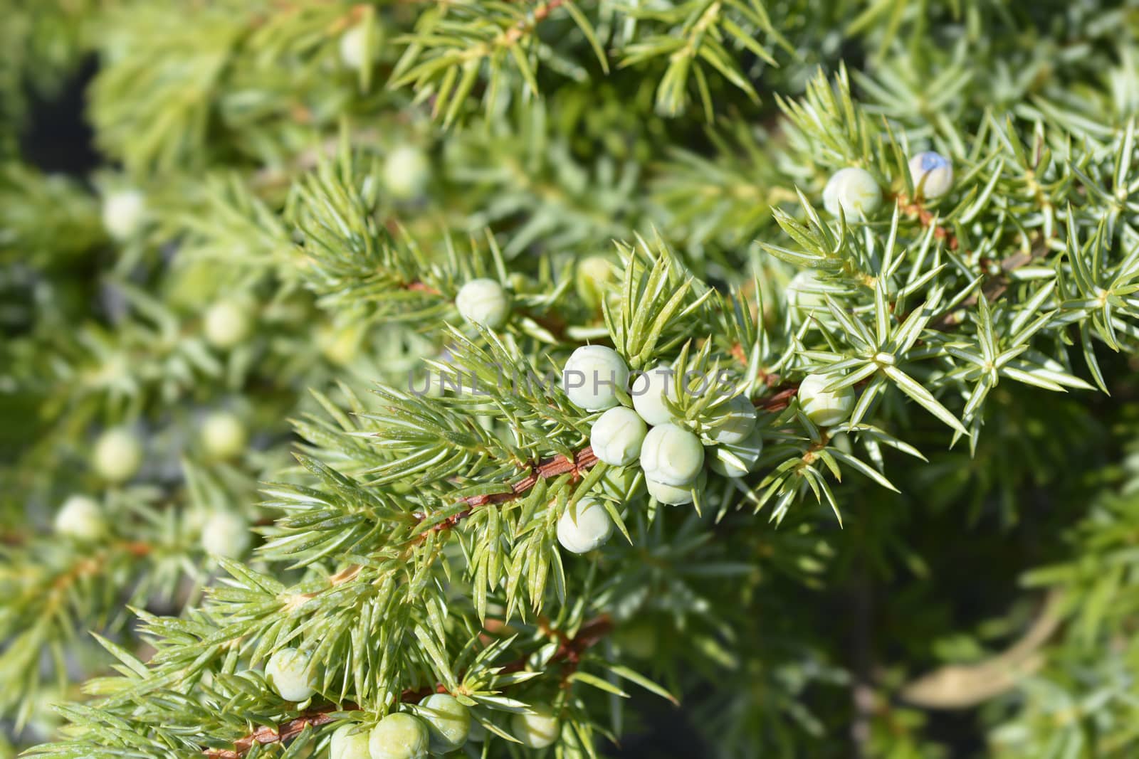 Shore Juniper Schlager branch - Latin name - Juniperus conferta Schlager