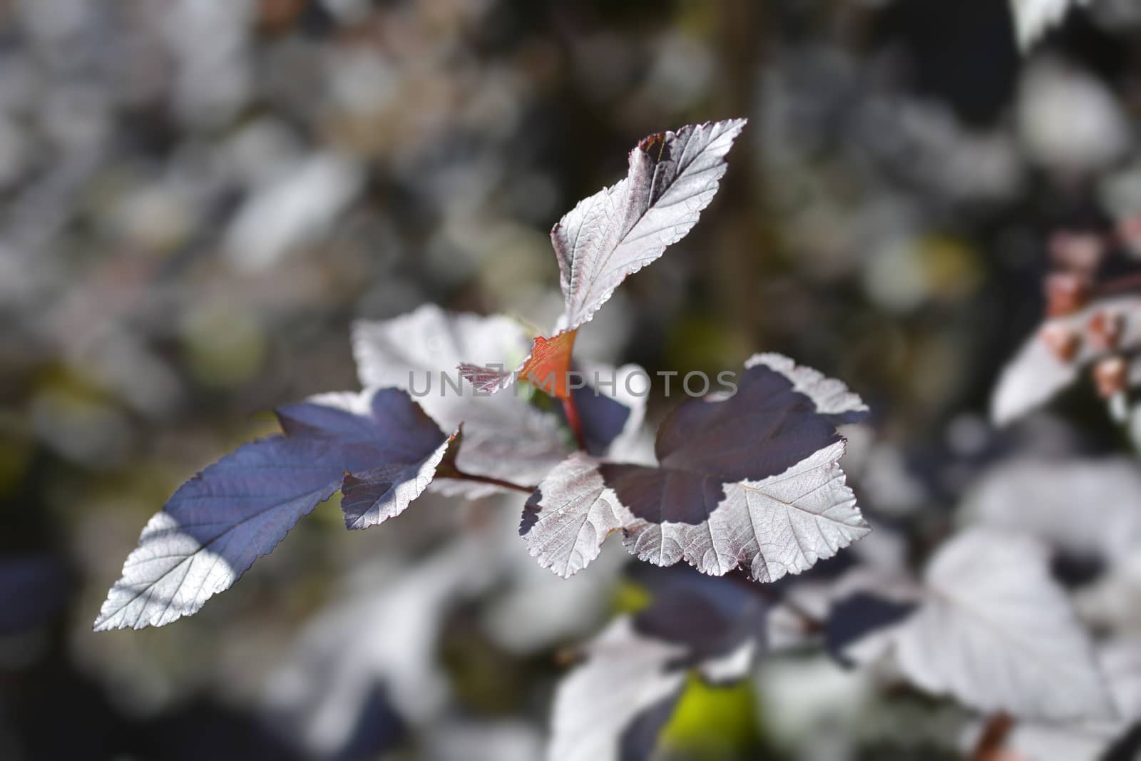 Ninebark Diabolo leaves - Latin name - Physocarpus opulifolius Diabolo