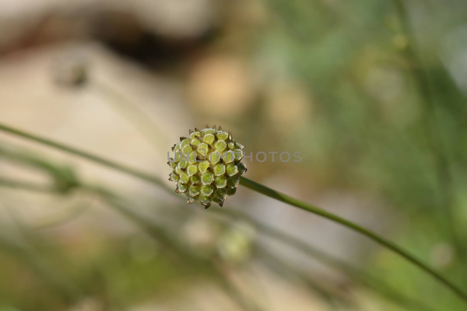 White scabious - Latin name - Cephalaria leucantha