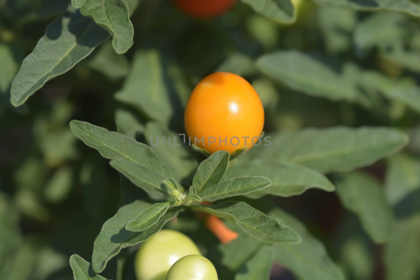 False Jerusalem cherry - Latin name - Solanum pseudocapsicum