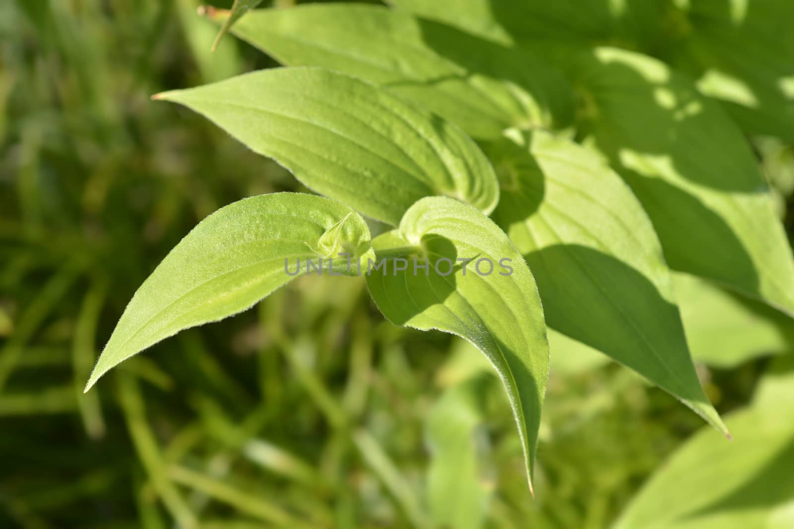 Hairy toad lily leaves - Latin name - Tricyrtis hirta