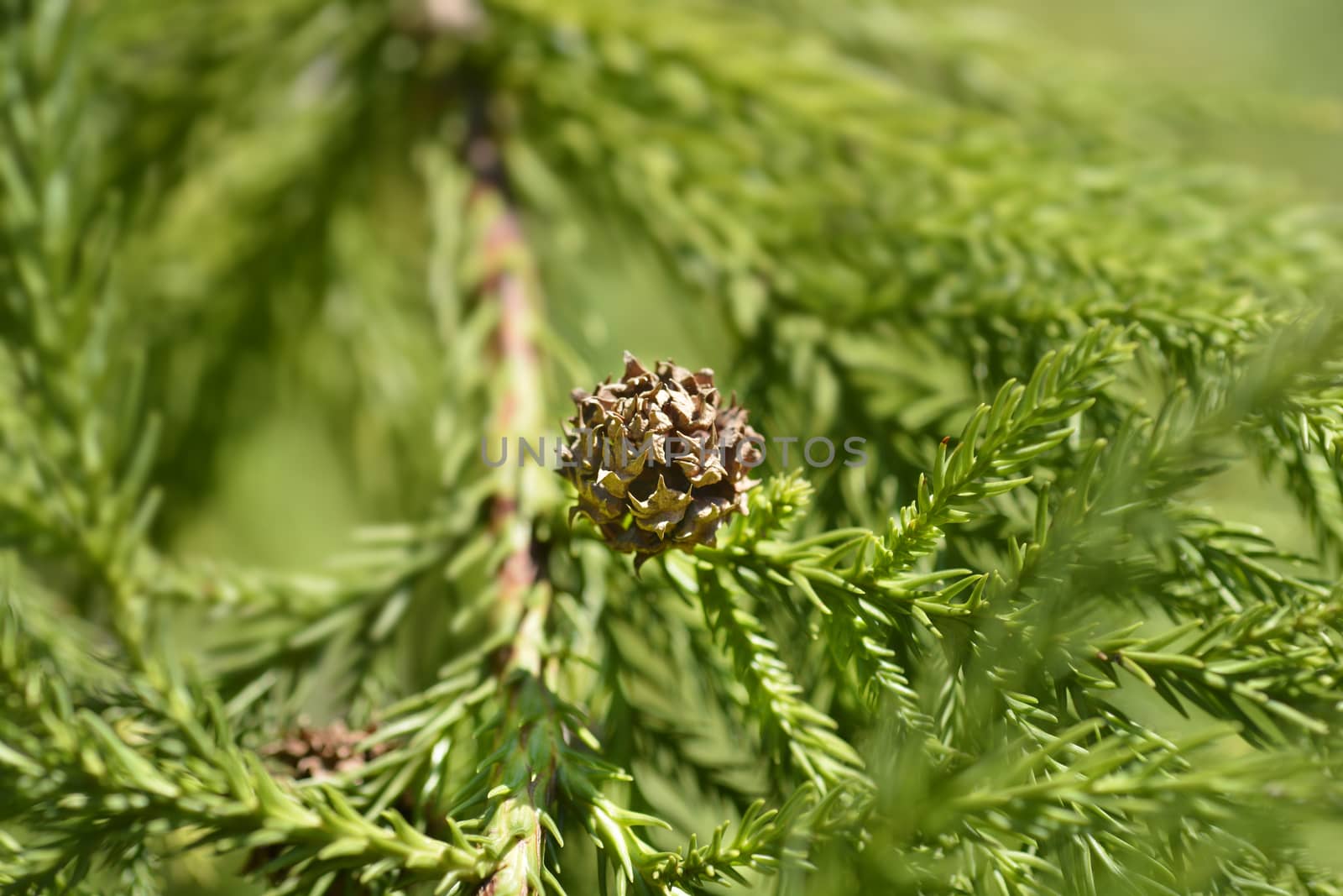 Japanese cedar cone - Latin name - Cryptomeria japonica