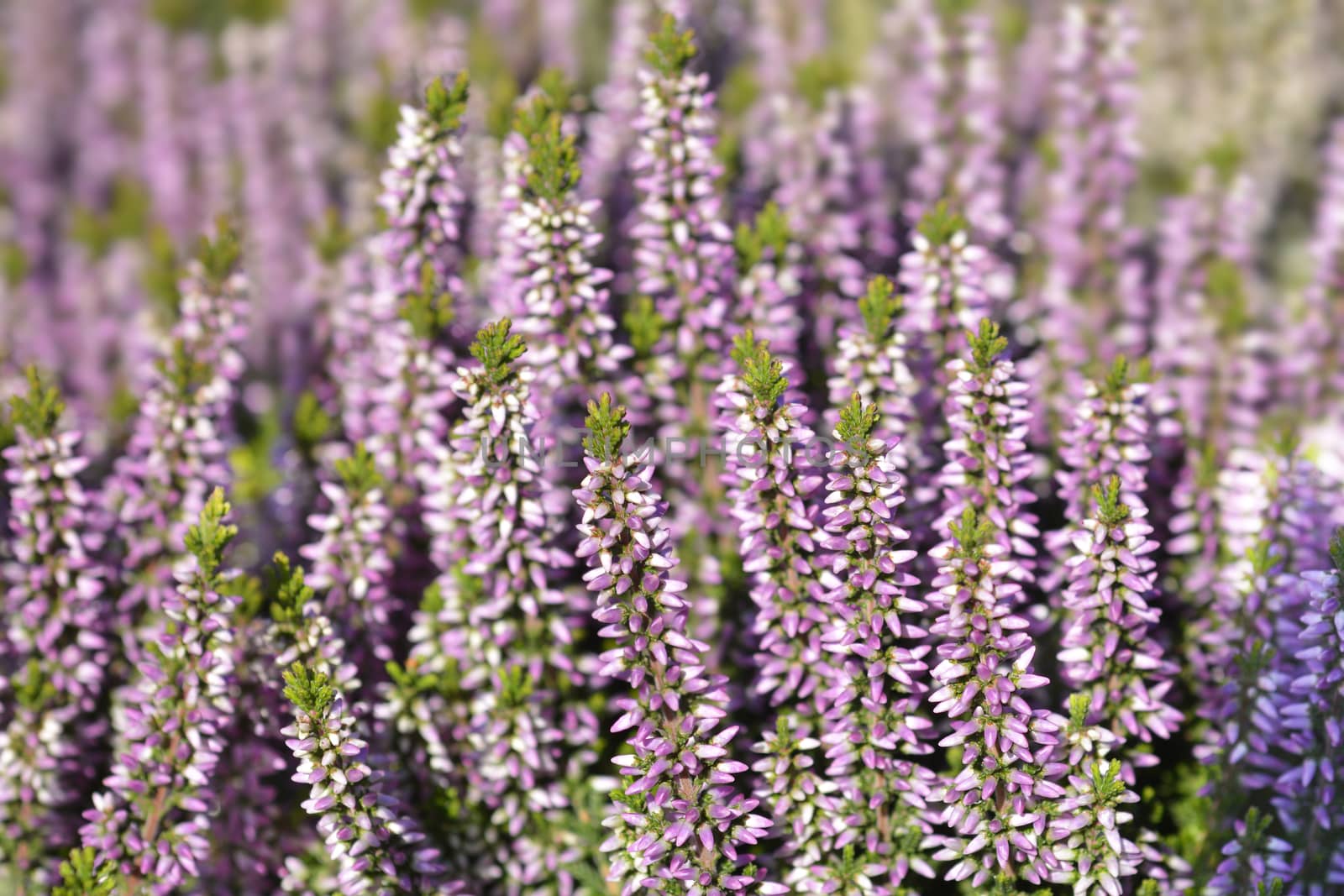 Common heather - Latin name - Calluna vulgaris