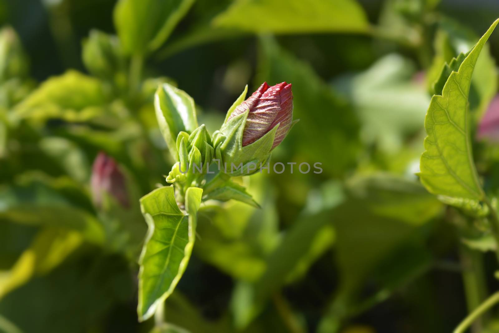 Rose Of Sharon flower bud - Latin name - Hibiscus syriacus