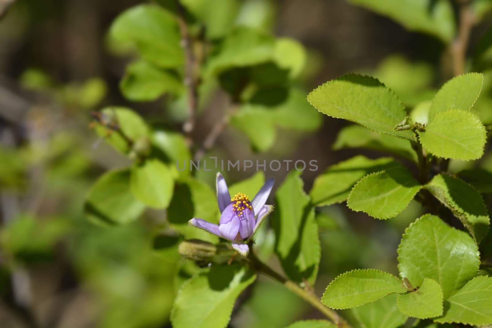 Crossberry purple flower - Latin name - Grewia similis