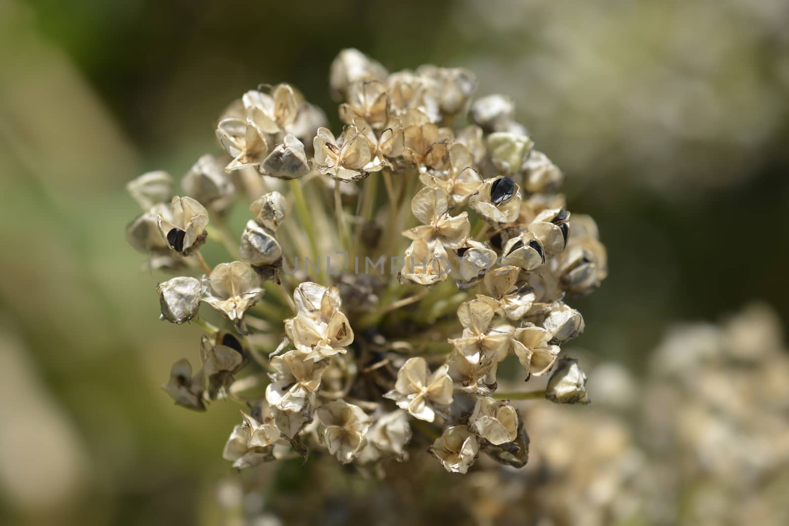 Garden onion seed head - Latin name - Allium cepa