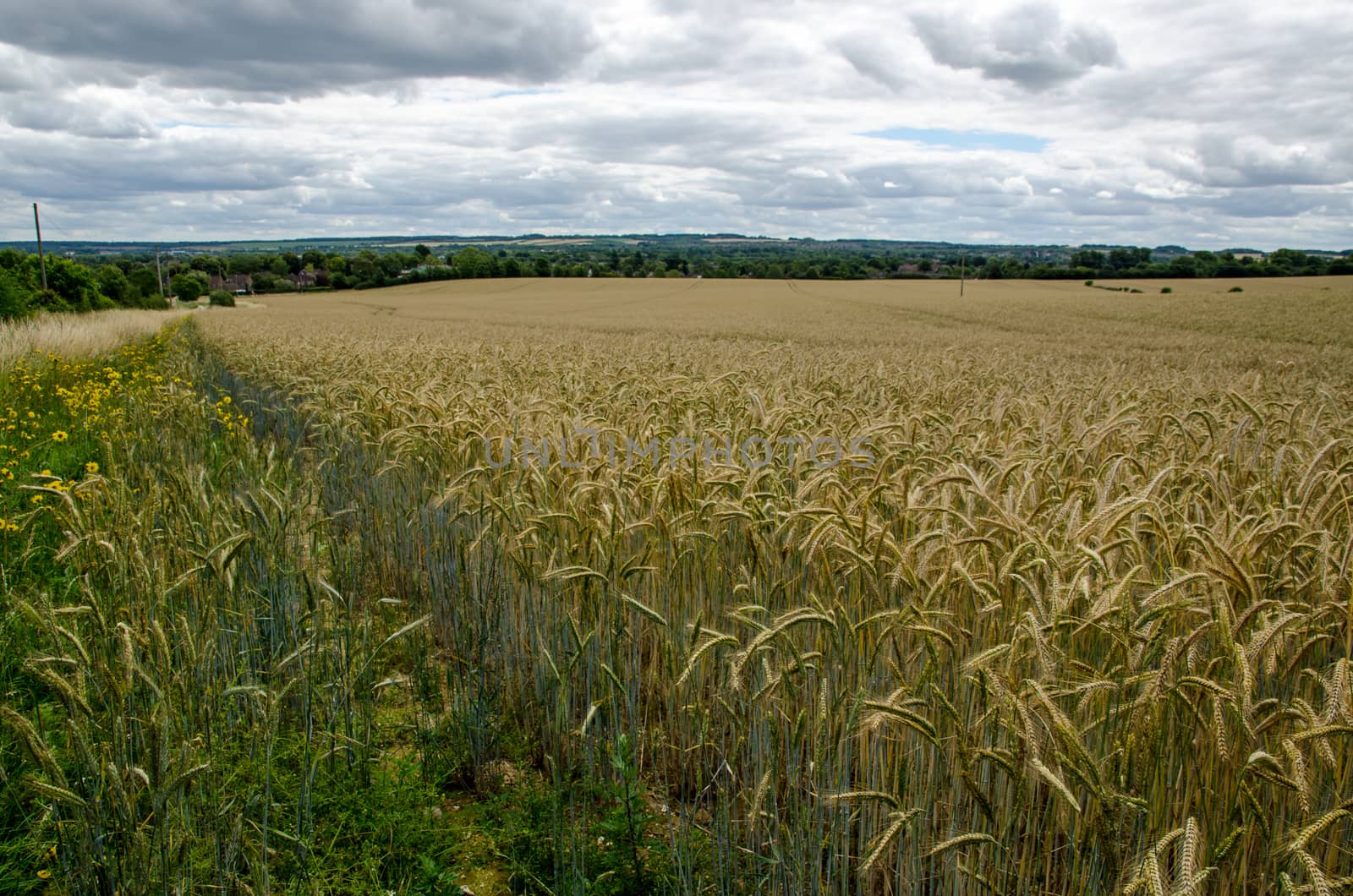 View across a field of ripening corn looking towards the Hampshire town of Basingstoke on a summer day.  The farmland - part of the Manydown Estate - is due to become a housing development.