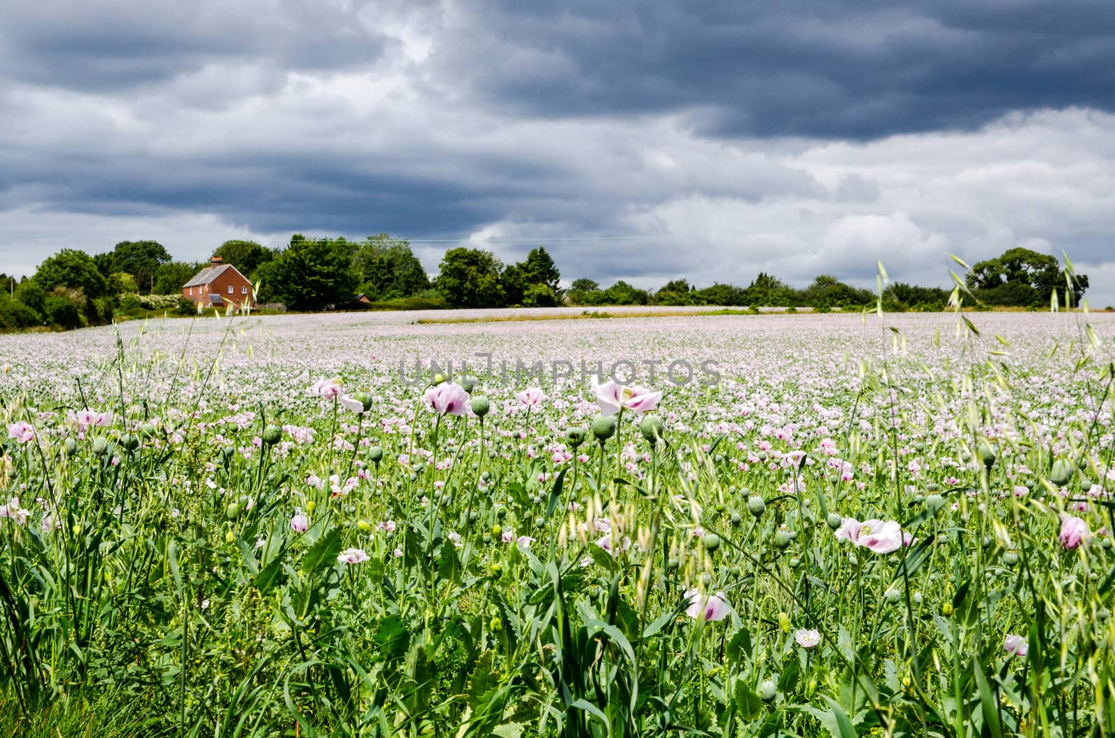Opium Poppies growing in Basingstoke, Hampshire by BasPhoto
