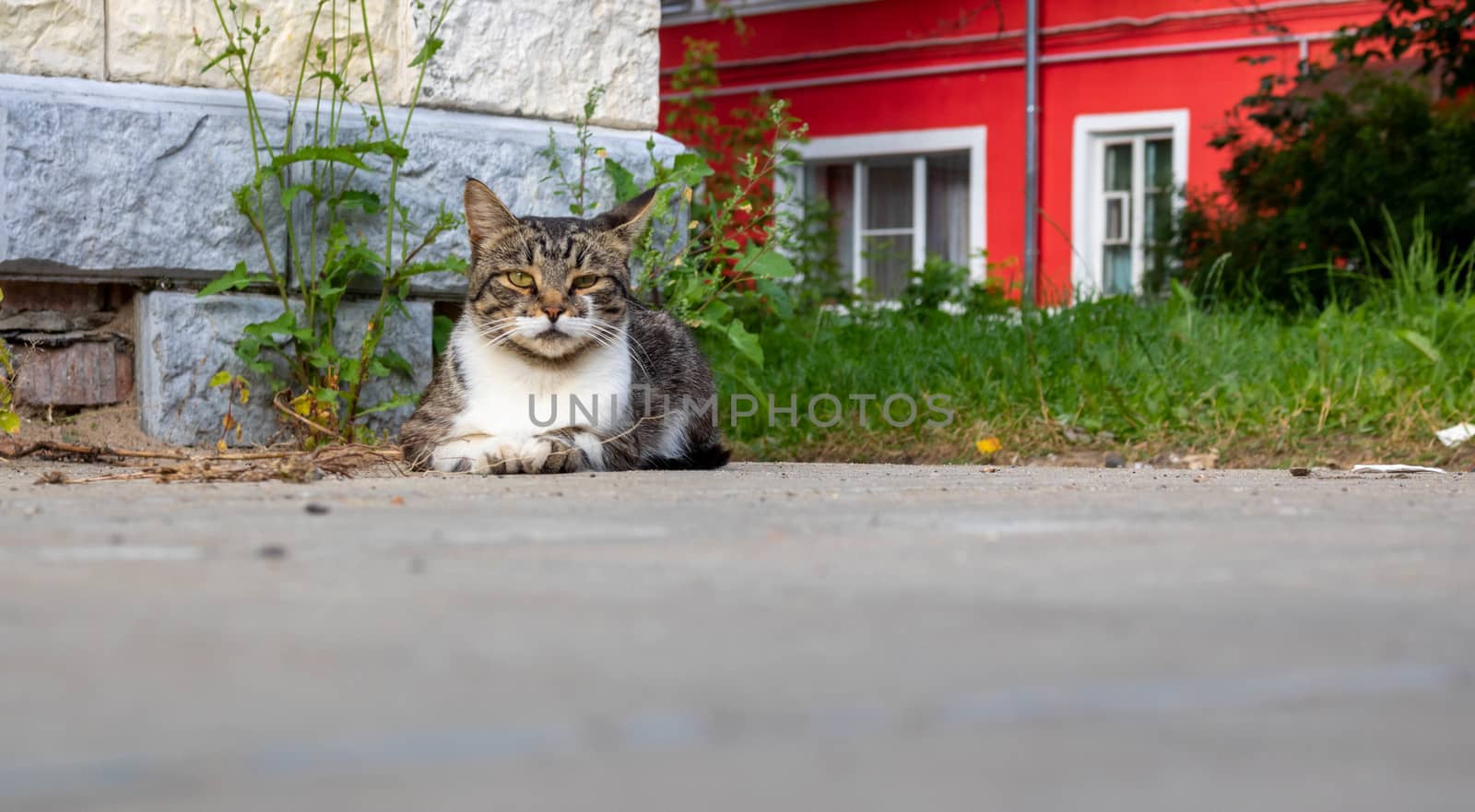 A street cat . A grey cat lies on the pavement and looks at the camera