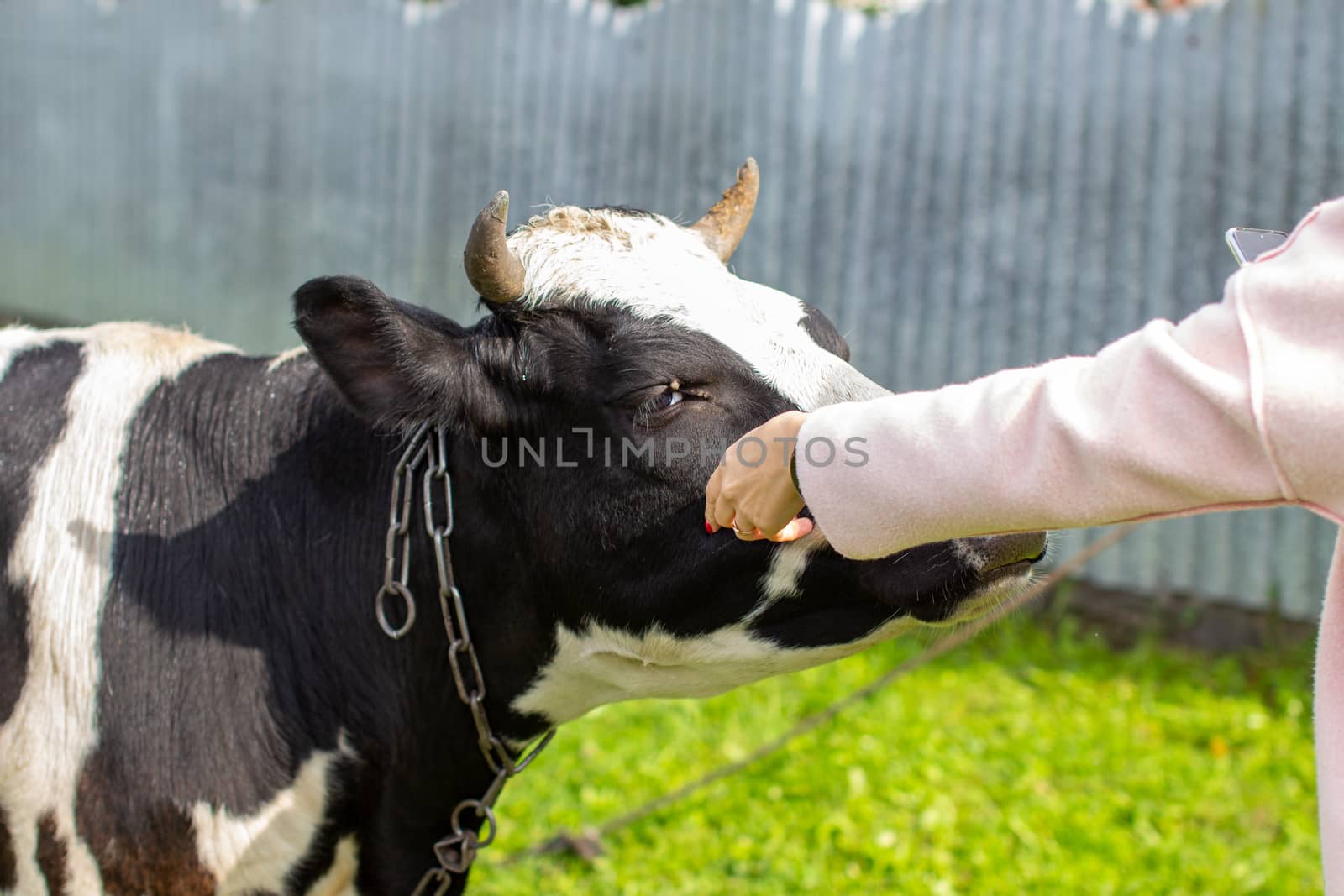 A woman strokes a colorful cow near the house. A cow that gives milk. Agricultural industry. Life in the 