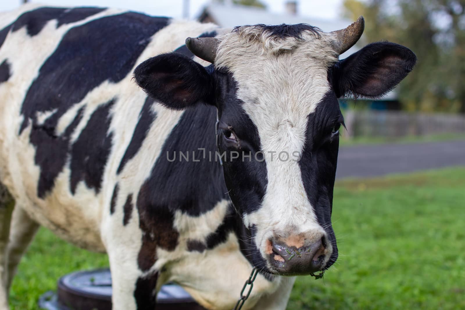 A mottled cow eats grass near the house. A cow that gives milk. Agricultural industry. Life in the country