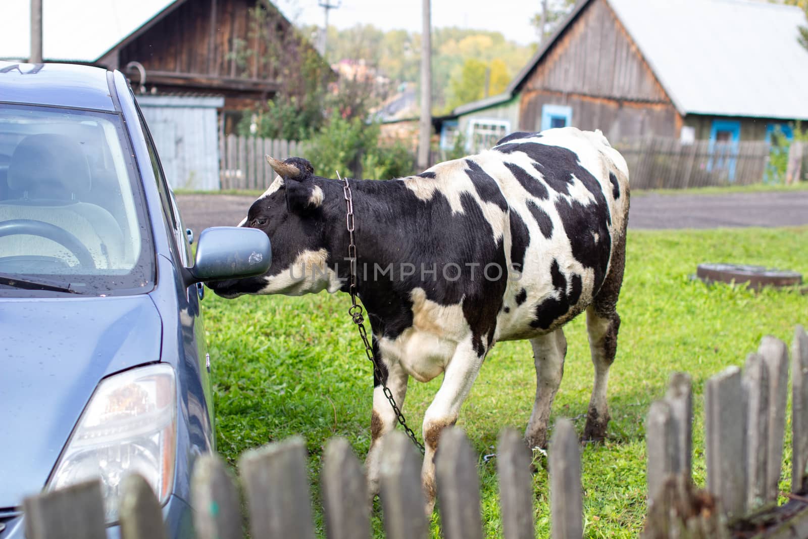 A mottled cow curiously sniffs the car on the green grass. A cow that gives milk. Agricultural industry. Life in the country. High quality photo