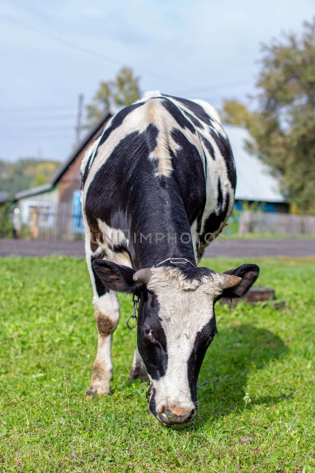 A mottled cow eats grass near the house. A cow that gives milk. Agricultural industry. Life in the country