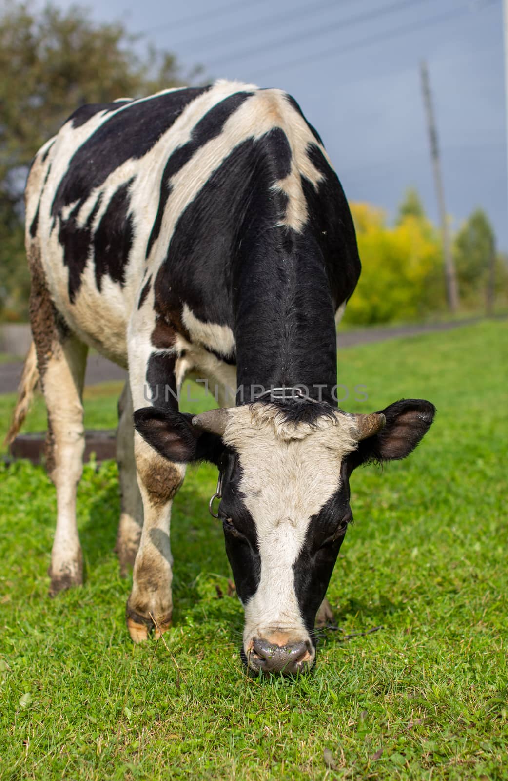 A mottled cow eats grass near the house. A cow that gives milk. Agricultural industry. Life in the country