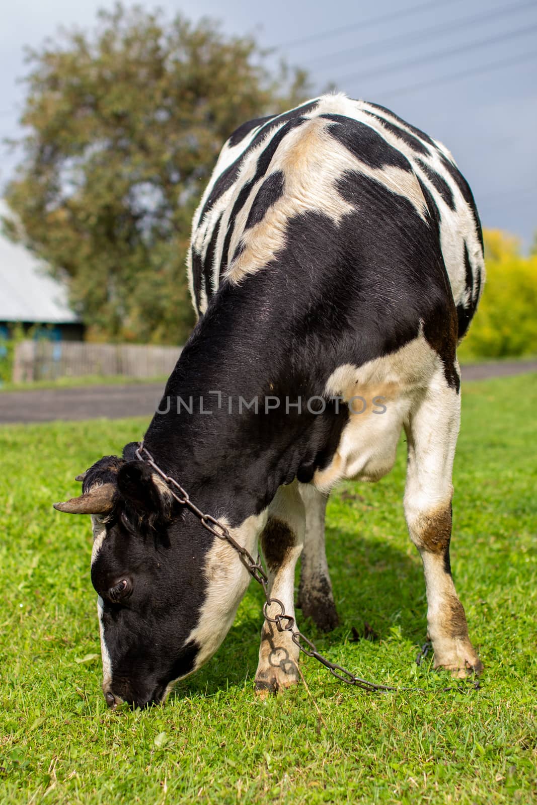 A mottled cow eats grass near the house. A cow that gives milk. Agricultural industry. Life in the country