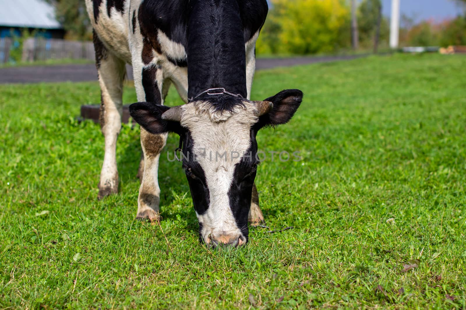 A mottled cow eats grass near the house. A cow that gives milk. Agricultural industry. Life in the country