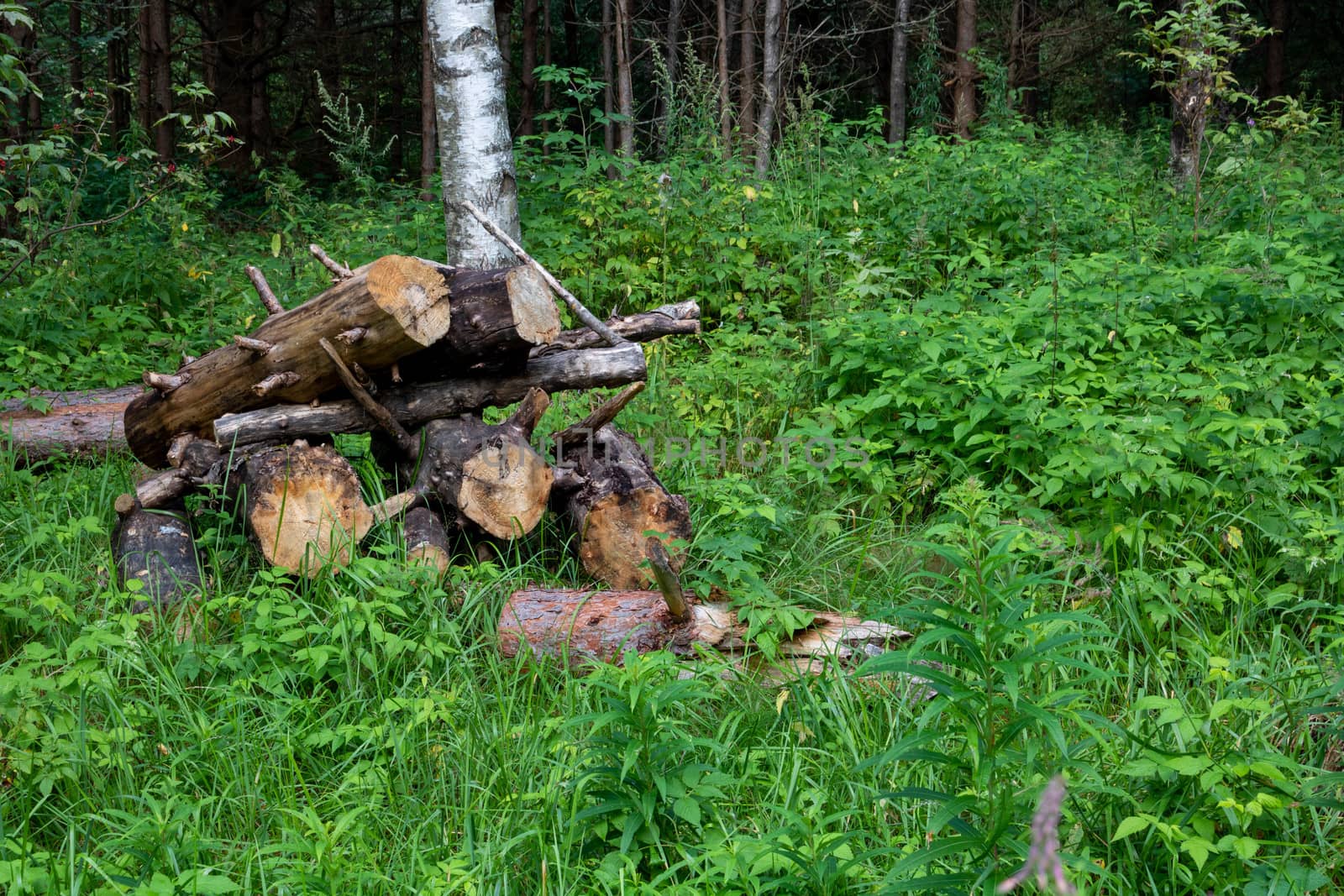 Sawn tree trunk. The wood was cut into stumps in the forest. Firewood from the sawed pine trees lie on the ground.