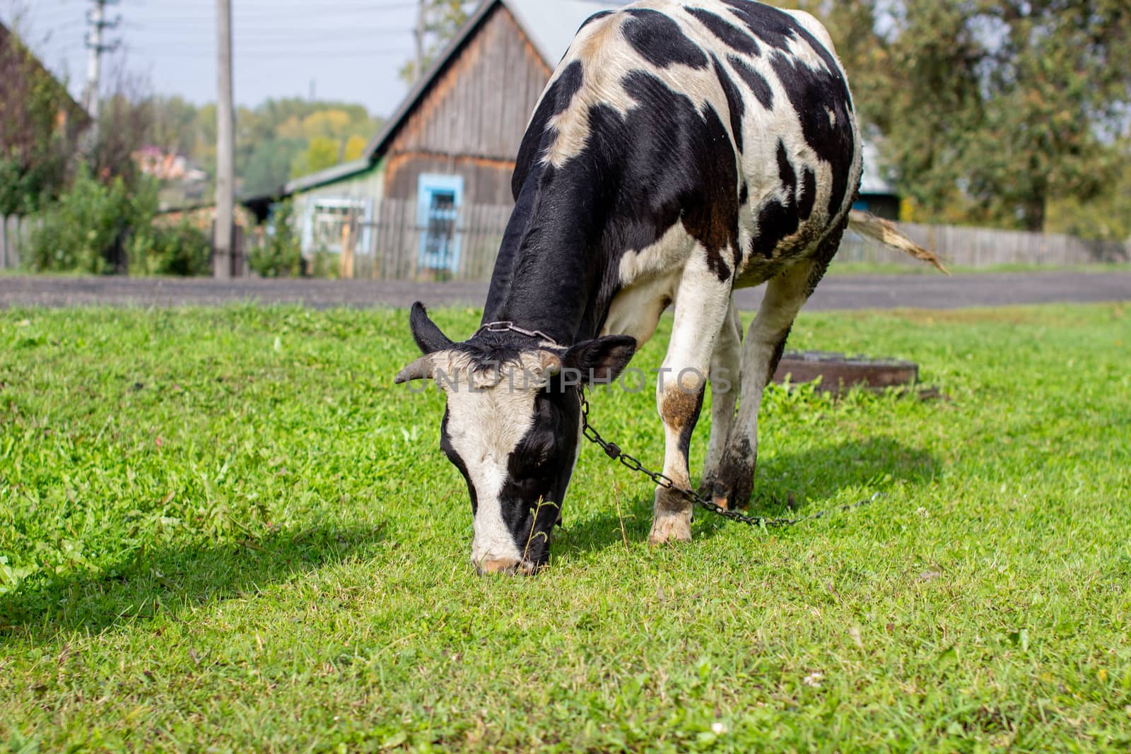 A mottled cow eats grass near the house. A cow that gives milk. Agricultural industry. Life in the country