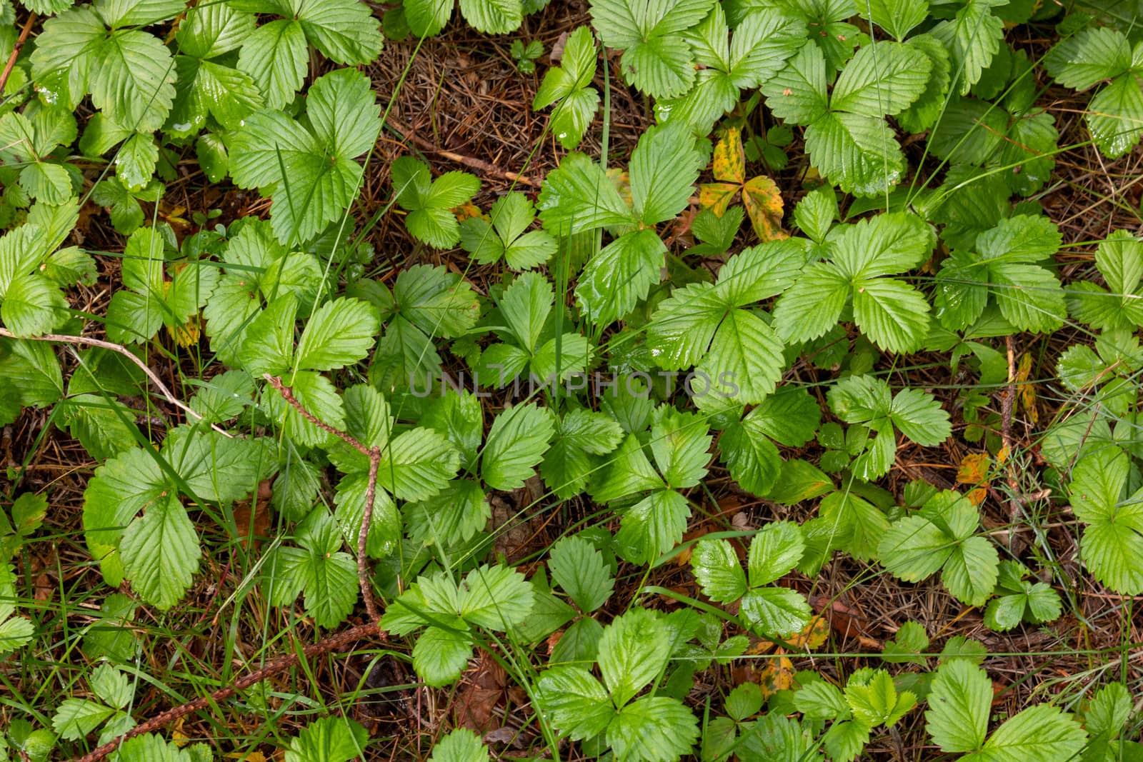 Glade covered with leaves of the woodland strawberry among grass at selective focus