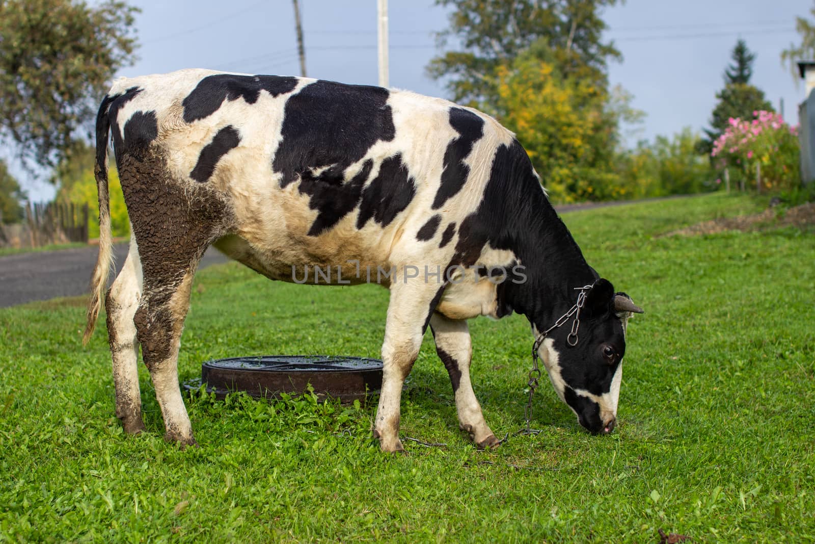 A mottled cow eats grass near the house. A cow that gives milk. Agricultural industry. Life in the country