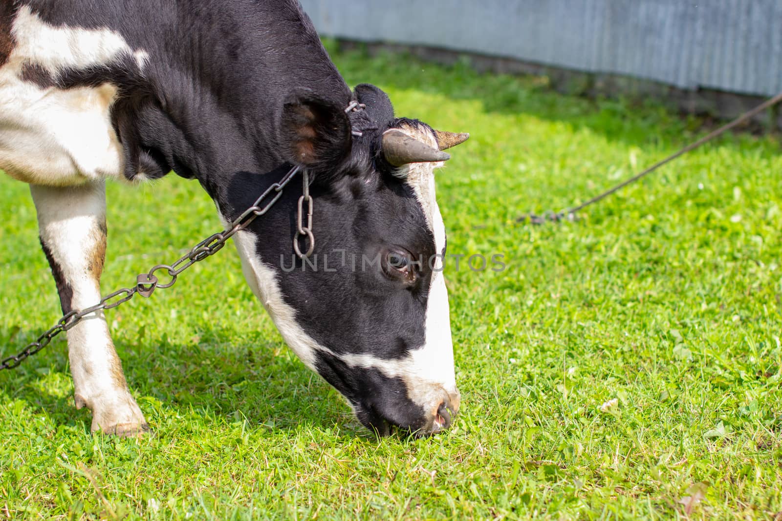 A mottled cow eats grass near the house. A cow that gives milk. Agricultural industry. Life in the country