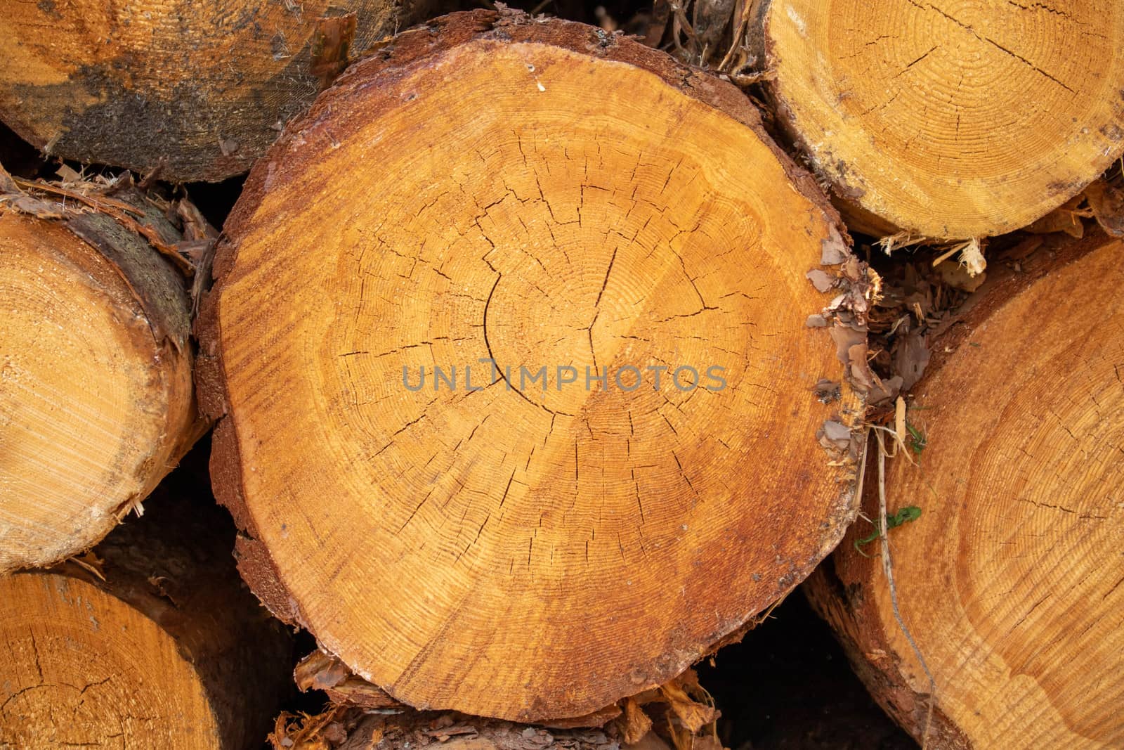 Natural sawn tree. The texture of the slice. Sawed and rings of tree life. Brown wood background.