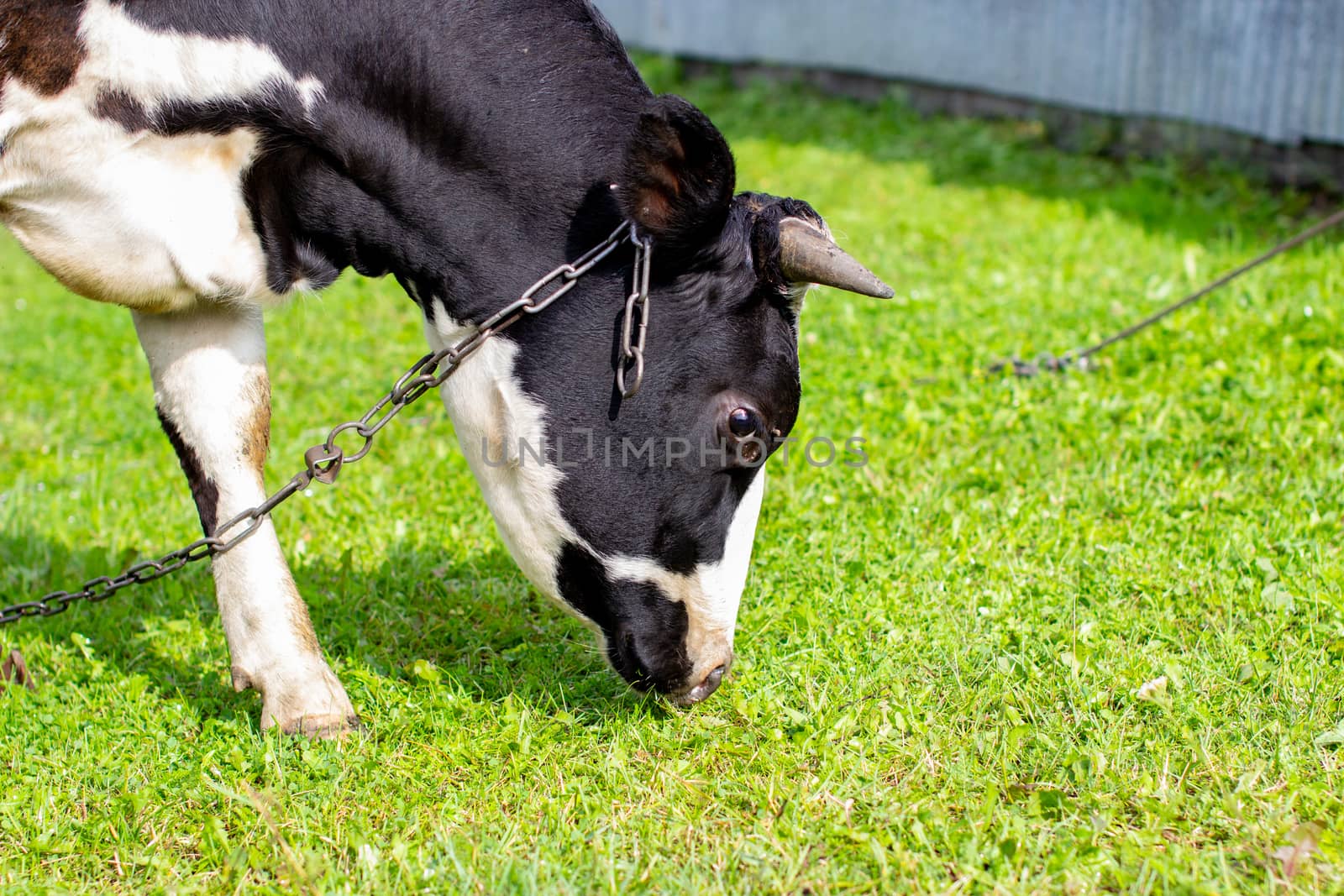 A mottled cow eats grass near the house. A cow that gives milk. Agricultural industry. Life in the country