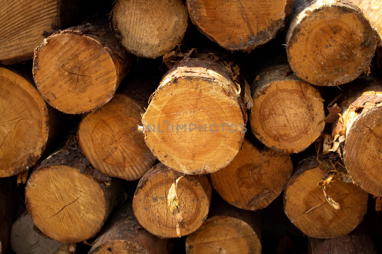 Natural sawn tree. The texture of the slice. Sawed and rings of tree life. Brown wood background. by lapushka62