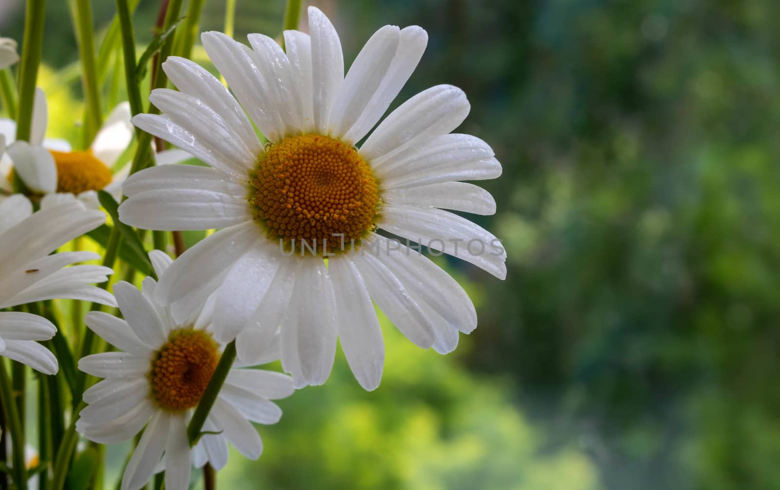 Very beautiful camomile on a green natural background. The concept Of the day of family, love, loyalty.