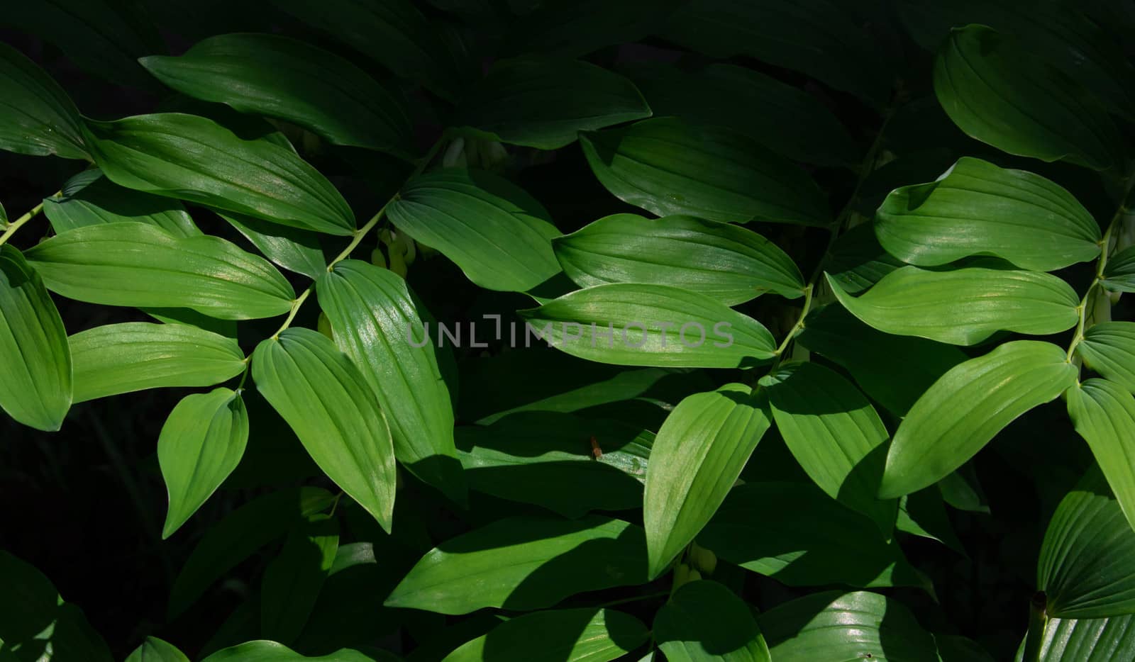 Green leaf with water drop on black background by lapushka62