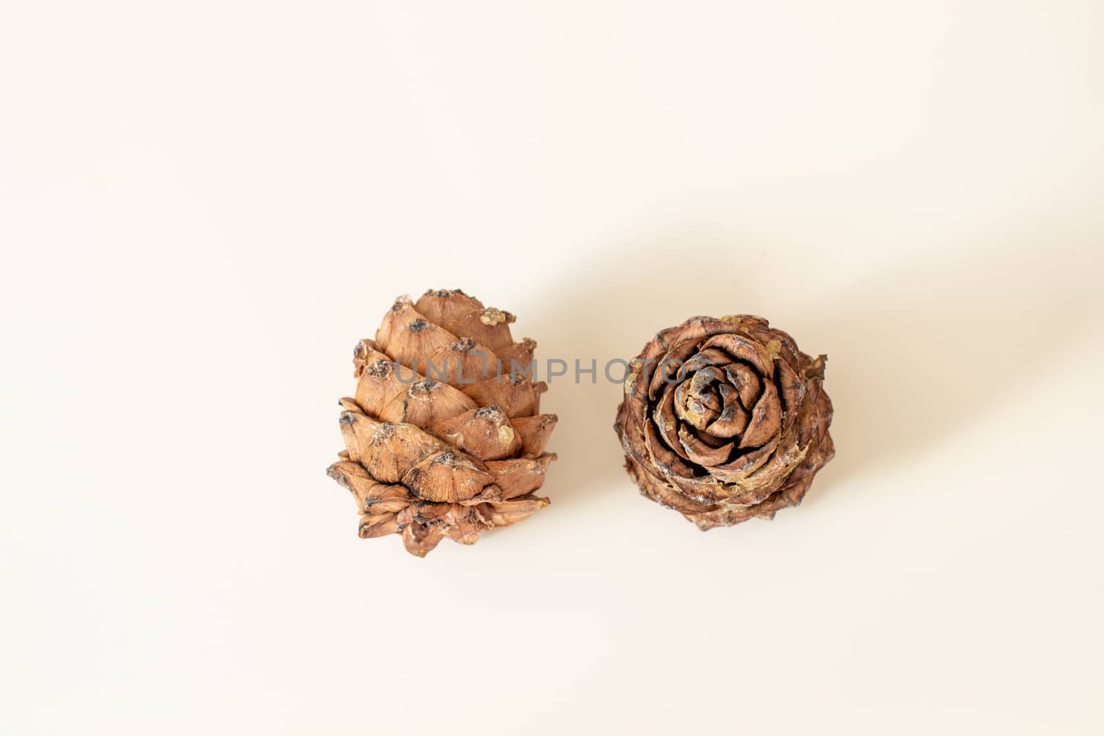 Pine cone with nuts on a white background. High quality photo