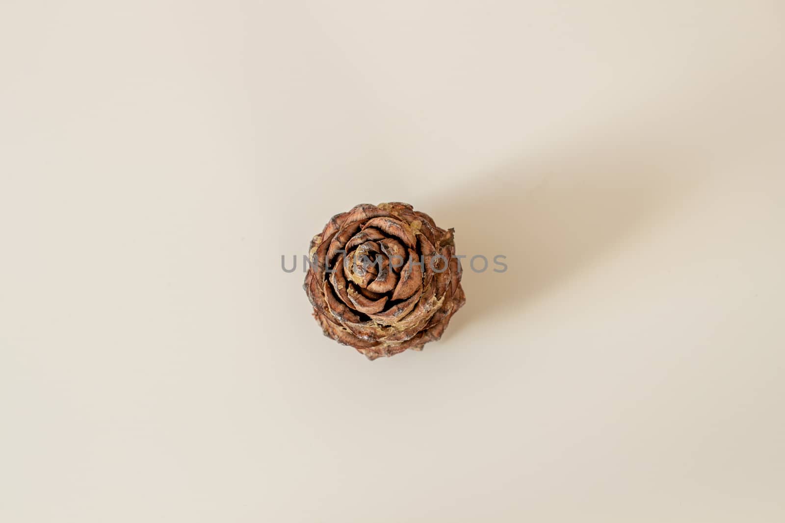 Pine cone with nuts on a white background. High quality photo