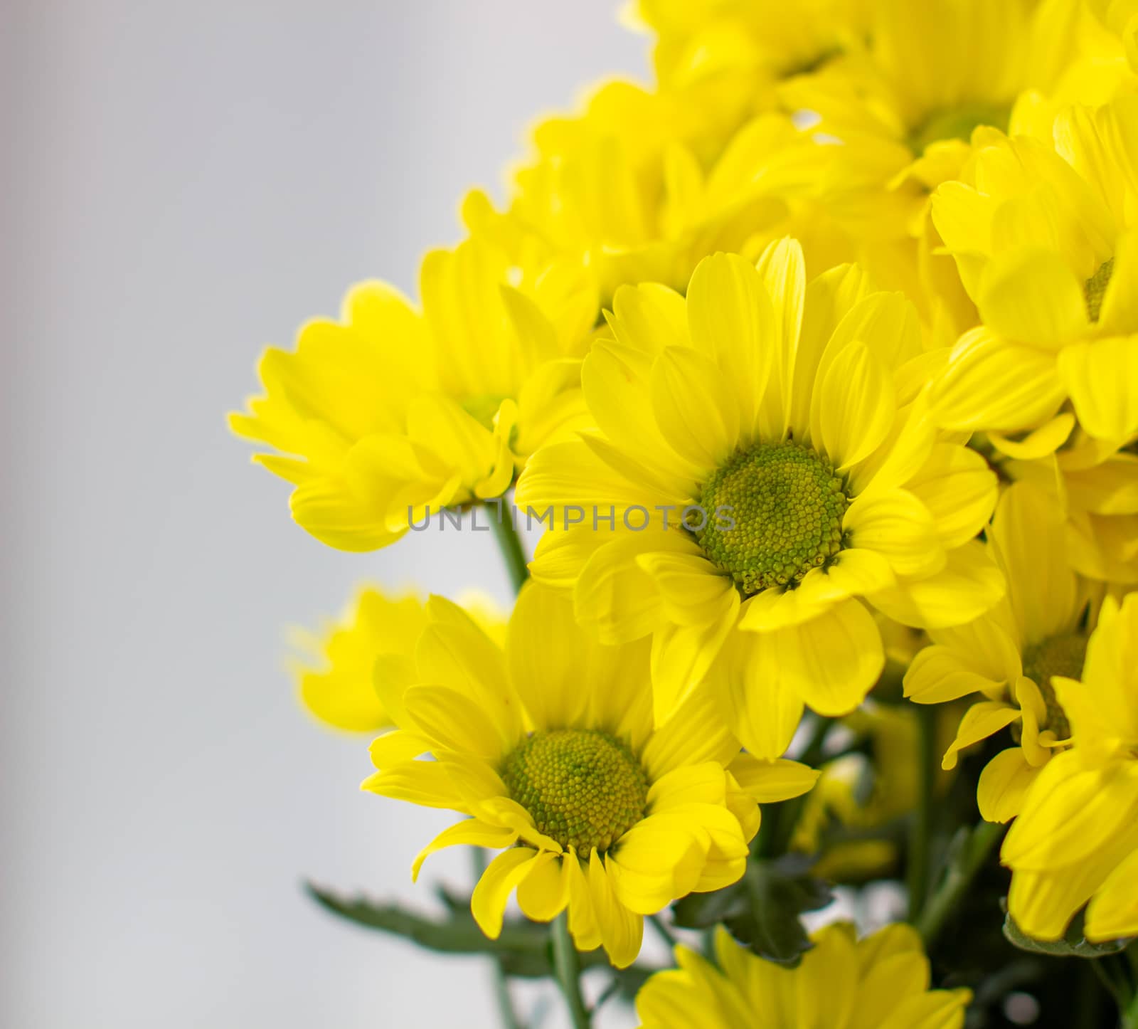 Yellow chrysanthemums in a bouquet on a different background. High quality photo