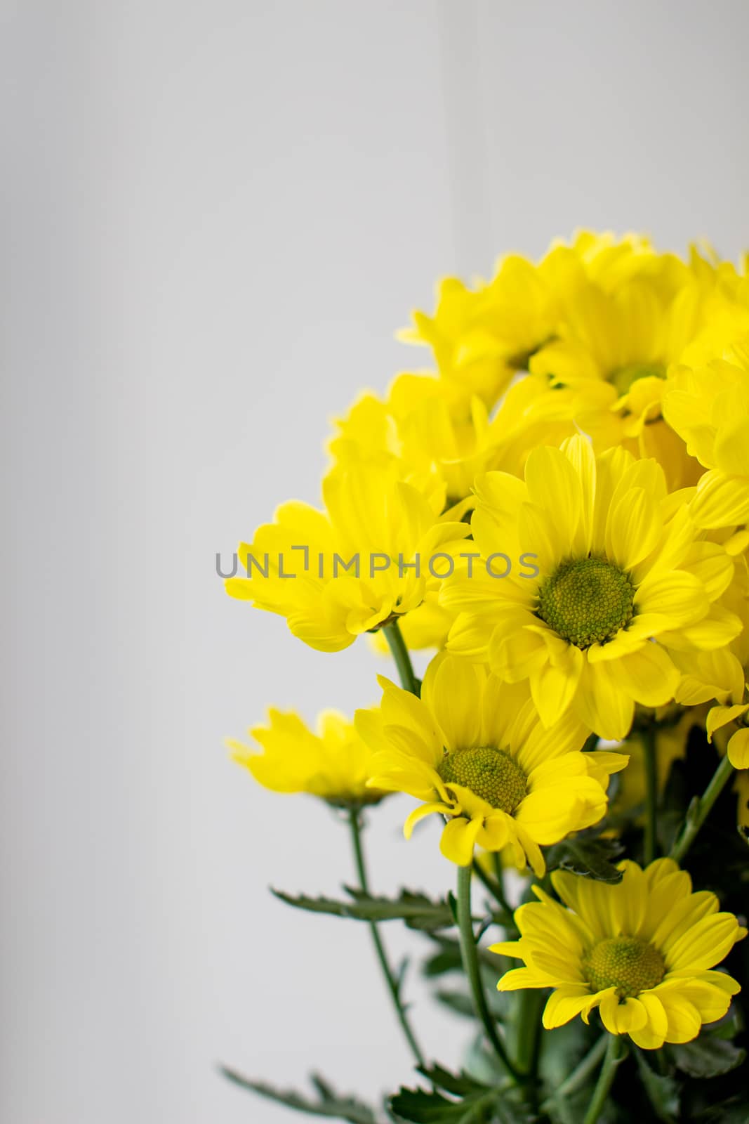 Yellow chrysanthemums in a bouquet on a different background. High quality photo