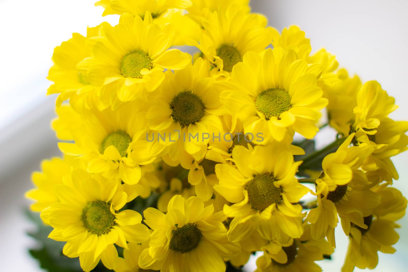 Yellow chrysanthemums in a bouquet on a different background. High quality photo