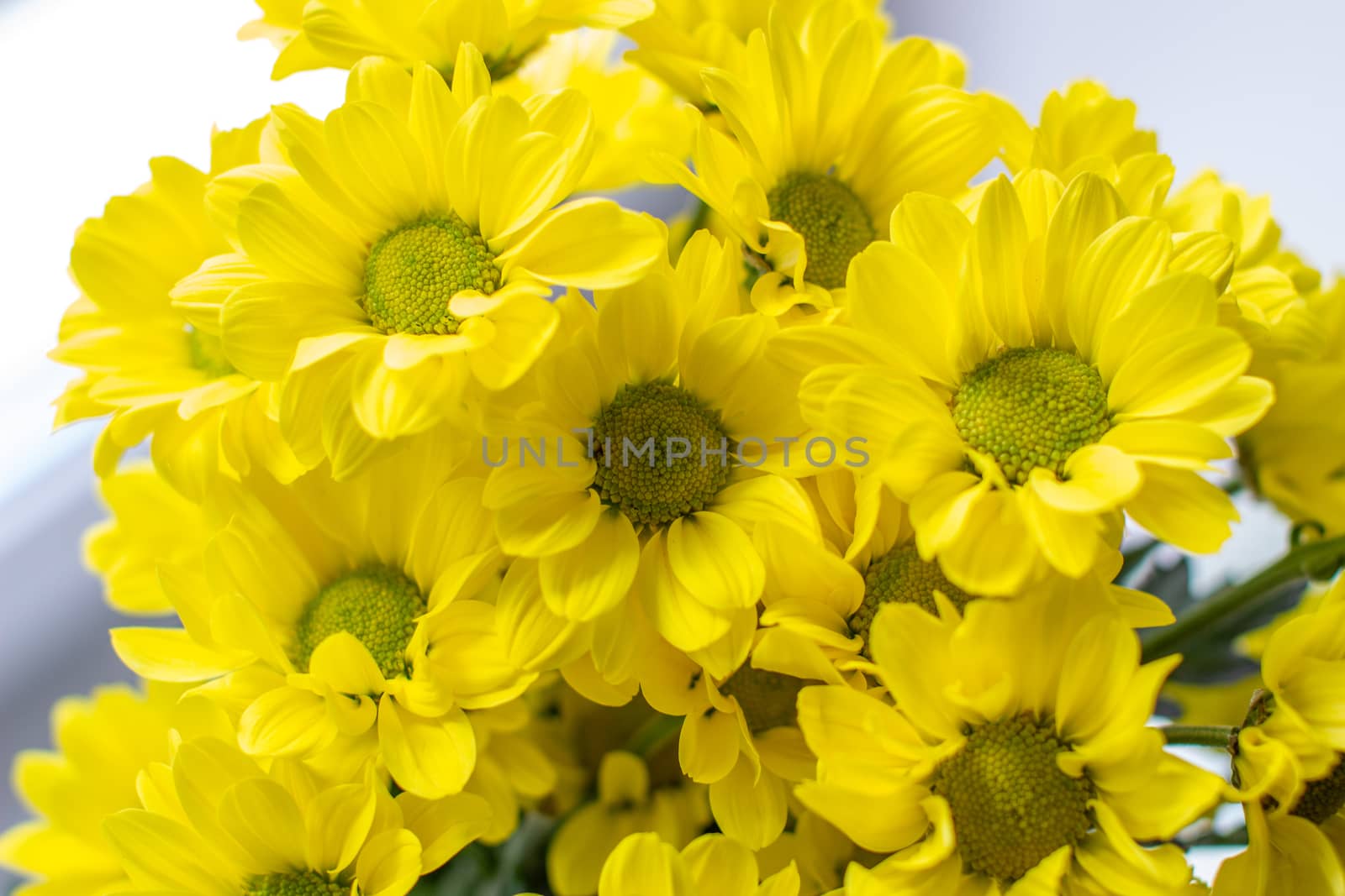 Yellow chrysanthemums in a bouquet on a different background. High quality photo